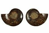 Cut & Polished, Agatized Ammonite Fossil - Madagascar #344101-1